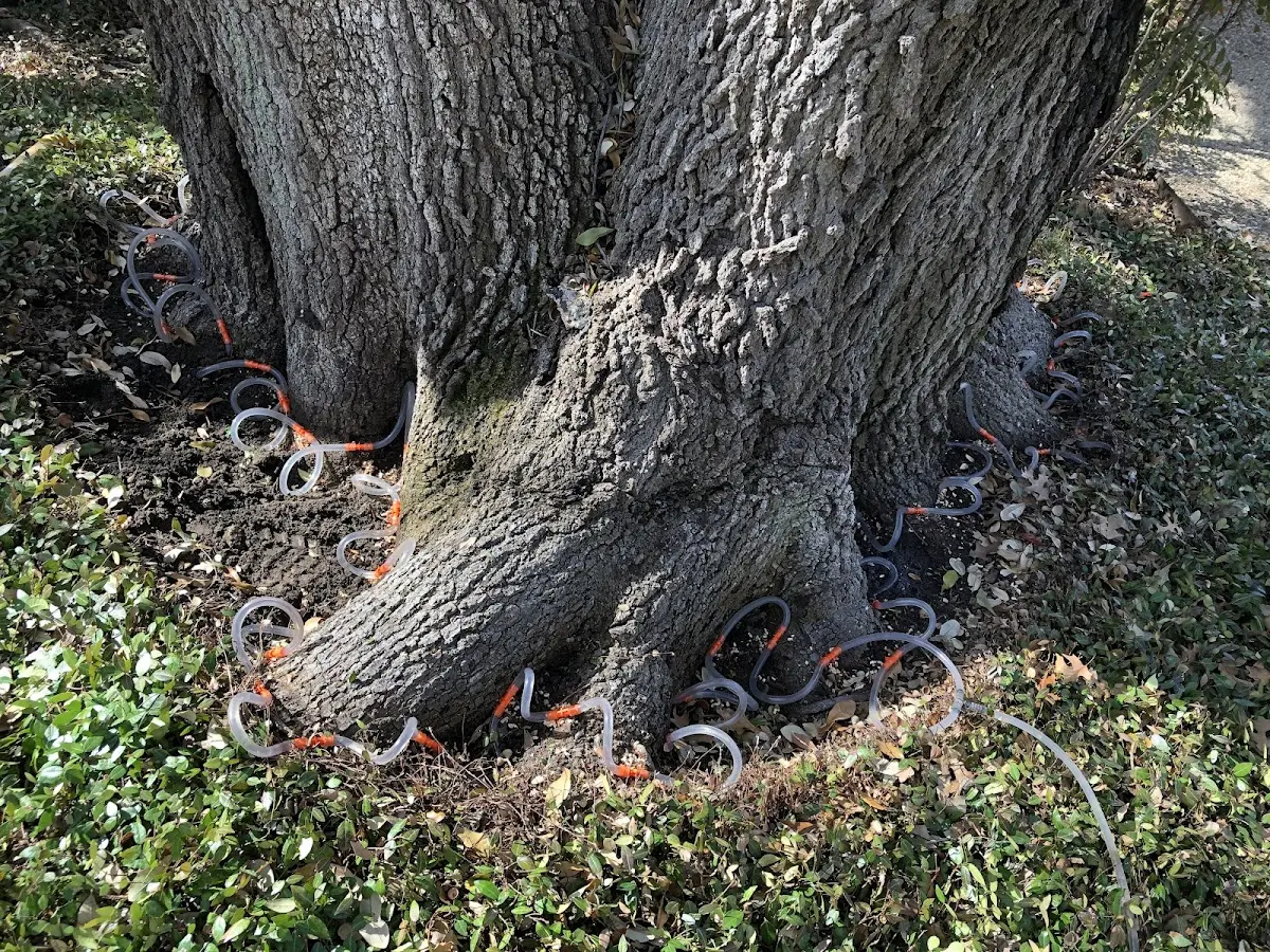 Detailed Tree Cabling and Bracing job site in Lutcher