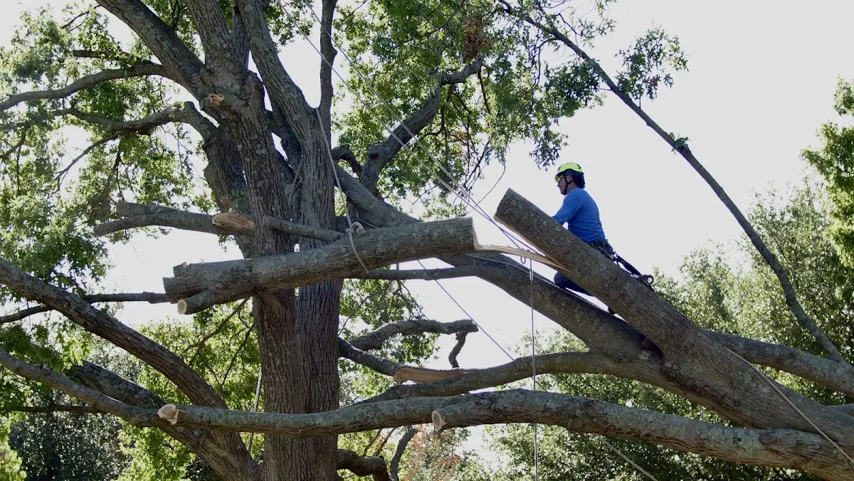 Professional Crown Thinning performed by certified arborists in Lutcher